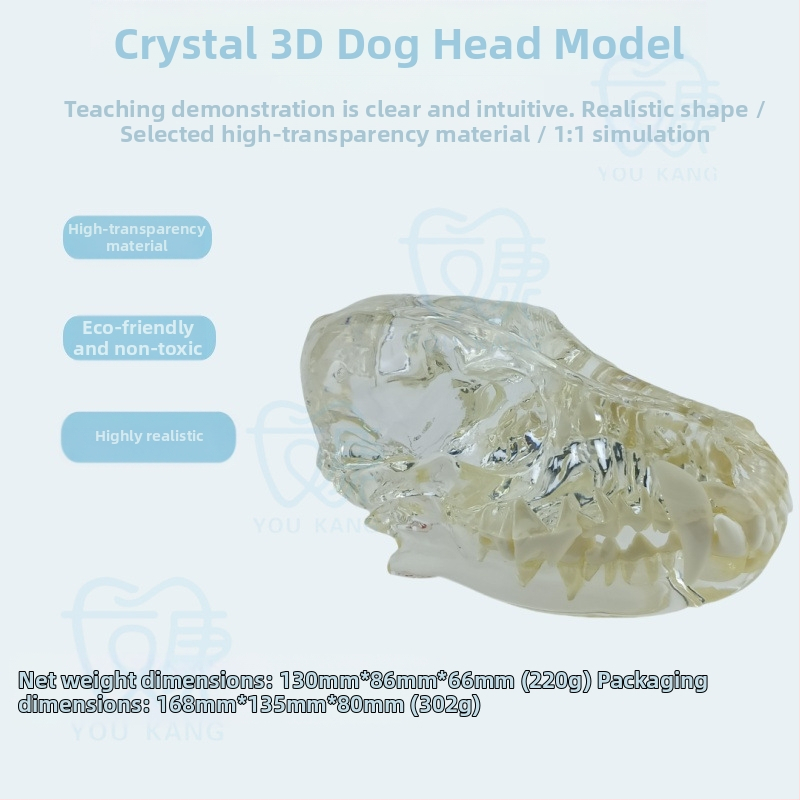 Háziállatok dentális modellje oktatáshoz, Youkang Technology, OEM fogmodell, dobozban 100 darab, kategória: egyéb szájhigiéniai kémiai termékek