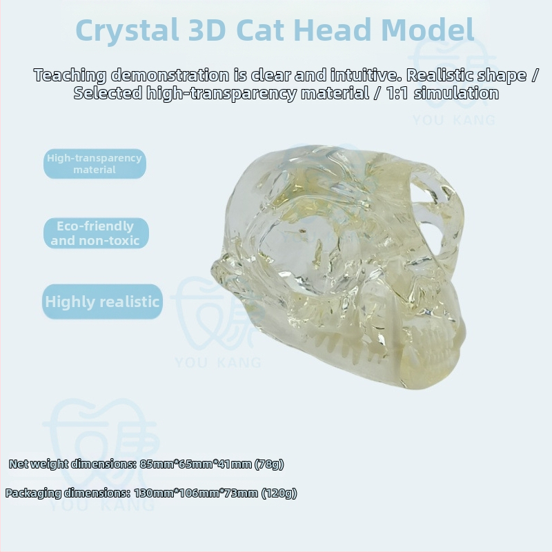 Háziállatok dentális modellje oktatáshoz, Youkang Technology, OEM fogmodell, dobozban 100 darab, kategória: egyéb szájhigiéniai kémiai termékek