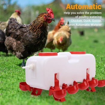 Πτηνοτροφική ποτίστρα με αυτόματο δοχείο ποτίσματος για κοτόπουλα, πάπιες και χήνες — έτοιμη για ετικέτα