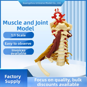 Ανατομικό μοντέλο - ανθρώπινο μυοσκελετικό μοντέλο με αυχενικούς σπονδύλους, γόνατο, ισχίο, αγκώνα και συνδέσμους ώμων; PVC, στατικό μοντέλο, έλεγχος 1