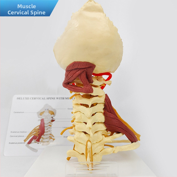 Ανατομικό μοντέλο - ανθρώπινο μυοσκελετικό μοντέλο με αυχενικούς σπονδύλους, γόνατο, ισχίο, αγκώνα και συνδέσμους ώμων; PVC, στατικό μοντέλο, έλεγχος 1