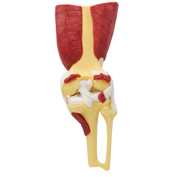 Ανατομικό μοντέλο - ανθρώπινο μυοσκελετικό μοντέλο με αυχενικούς σπονδύλους, γόνατο, ισχίο, αγκώνα και συνδέσμους ώμων; PVC, στατικό μοντέλο, έλεγχος 1