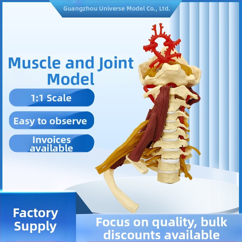 Anatomijas modelis - cilvēka muskuļu un skeleta modelis ar kakla skriemeļiem, ceļgalu, gūžu, plaukstas saitēm; PVC, statisks modelis, vadības režīms 1
