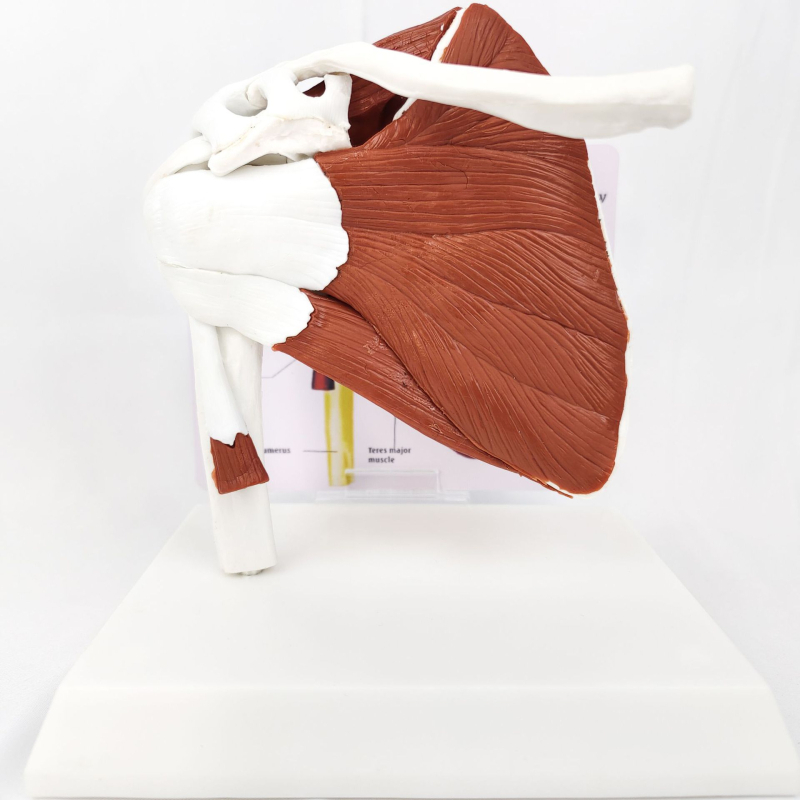 Ανατομικό μοντέλο - ανθρώπινο μυοσκελετικό μοντέλο με αυχενικούς σπονδύλους, γόνατο, ισχίο, αγκώνα και συνδέσμους ώμων; PVC, στατικό μοντέλο, έλεγχος 1