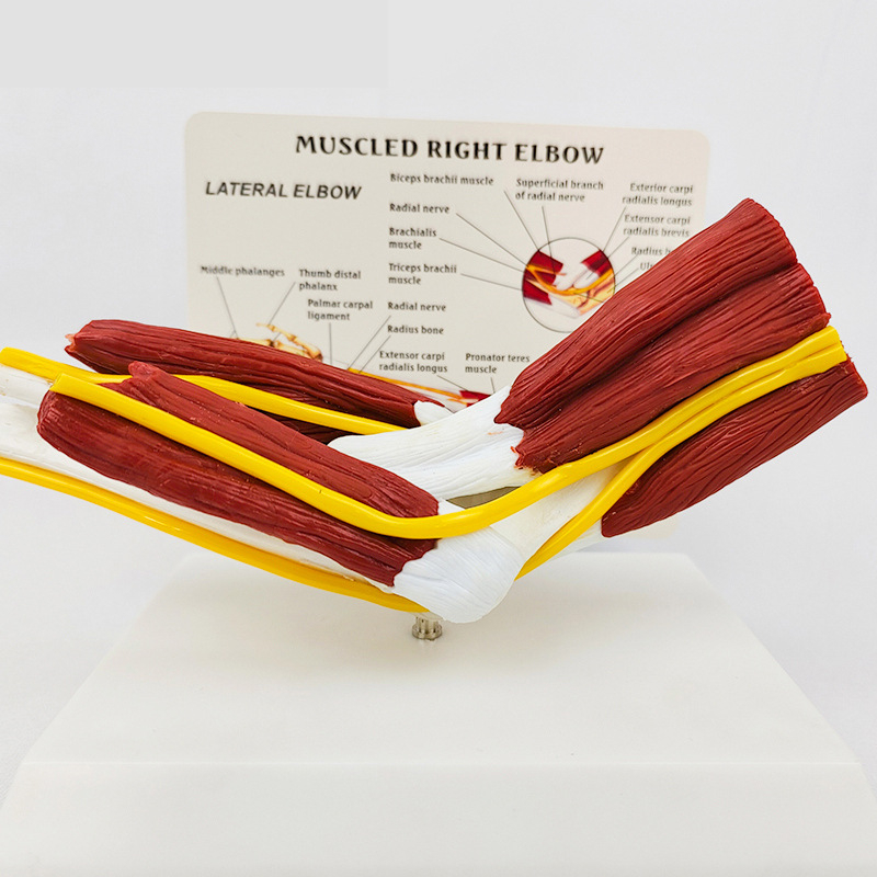 Ανατομικό μοντέλο - ανθρώπινο μυοσκελετικό μοντέλο με αυχενικούς σπονδύλους, γόνατο, ισχίο, αγκώνα και συνδέσμους ώμων; PVC, στατικό μοντέλο, έλεγχος 1