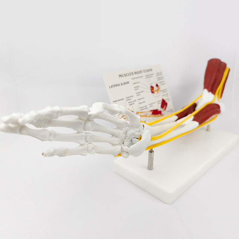 Ανατομικό μοντέλο - ανθρώπινο μυοσκελετικό μοντέλο με αυχενικούς σπονδύλους, γόνατο, ισχίο, αγκώνα και συνδέσμους ώμων; PVC, στατικό μοντέλο, έλεγχος 1