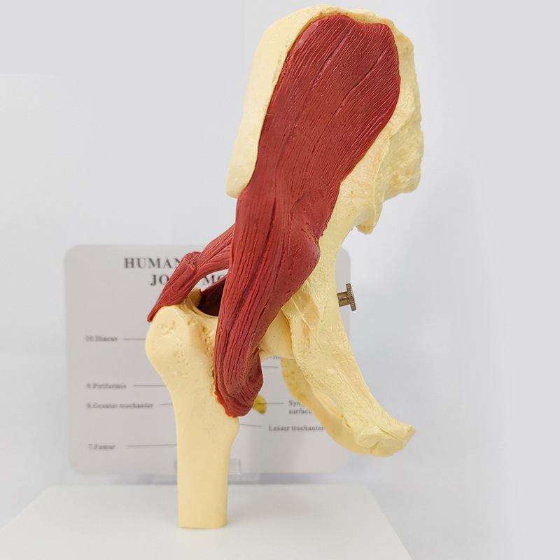 Ανατομικό μοντέλο - ανθρώπινο μυοσκελετικό μοντέλο με αυχενικούς σπονδύλους, γόνατο, ισχίο, αγκώνα και συνδέσμους ώμων; PVC, στατικό μοντέλο, έλεγχος 1