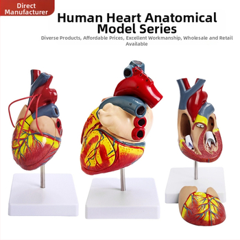 Сърдечен анатомичен модел за обучение - PVC модел на вътрешни органи, образователна експозиция, Excellence