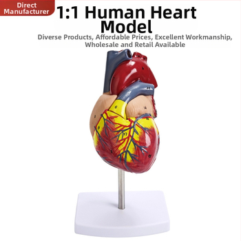 Сърдечен анатомичен модел за обучение - PVC модел на вътрешни органи, образователна експозиция, Excellence