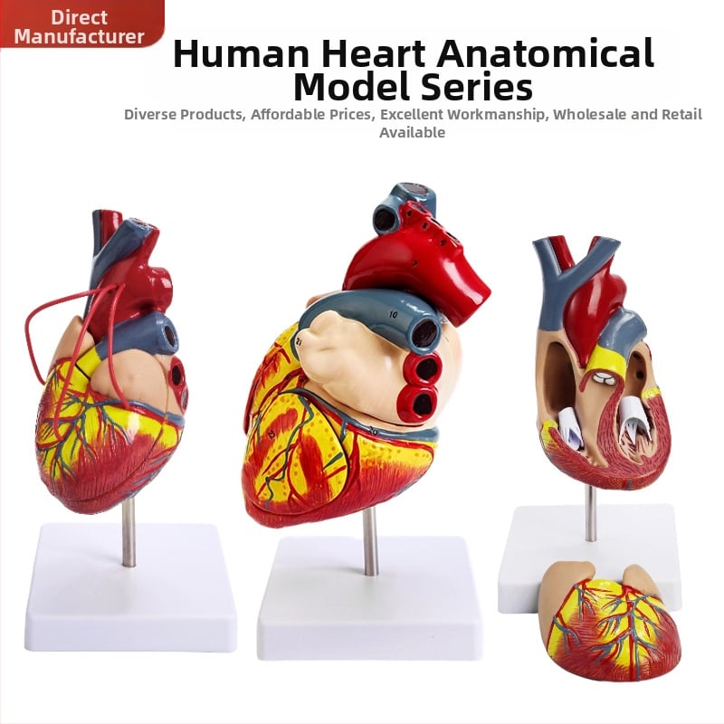 Сърдечен анатомичен модел за обучение - PVC модел на вътрешни органи, образователна експозиция, Excellence
