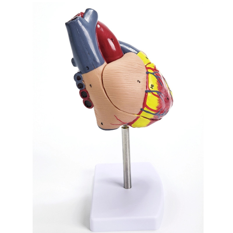 Сърдечен анатомичен модел за обучение - PVC модел на вътрешни органи, образователна експозиция, Excellence