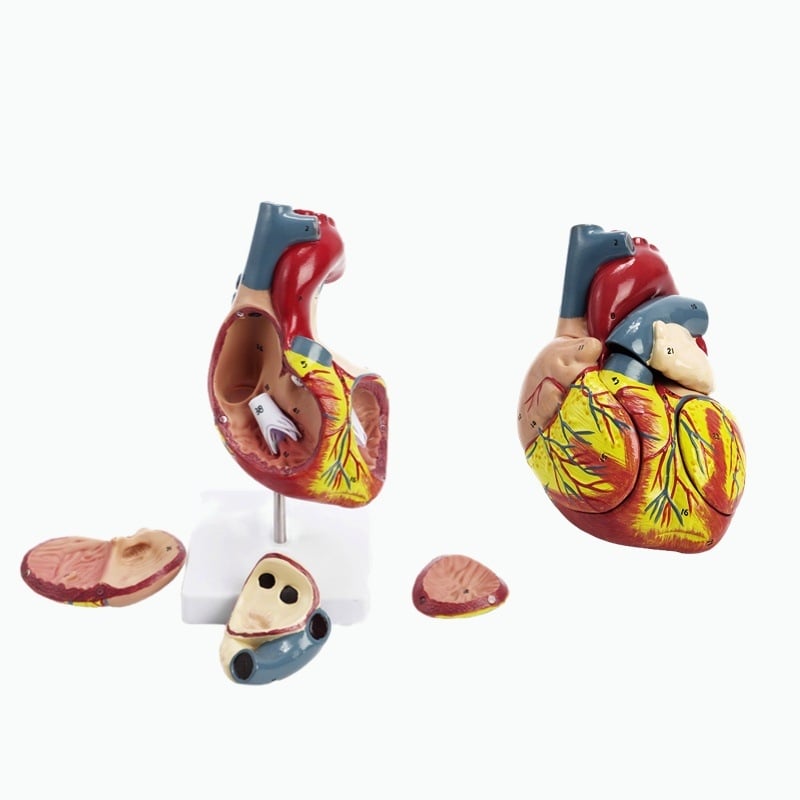 Сърдечен анатомичен модел за обучение - PVC модел на вътрешни органи, образователна експозиция, Excellence