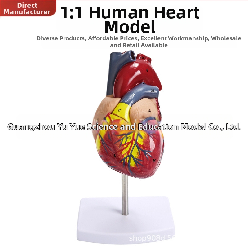 Сърдечен анатомичен модел за обучение - PVC модел на вътрешни органи, образователна експозиция, Excellence