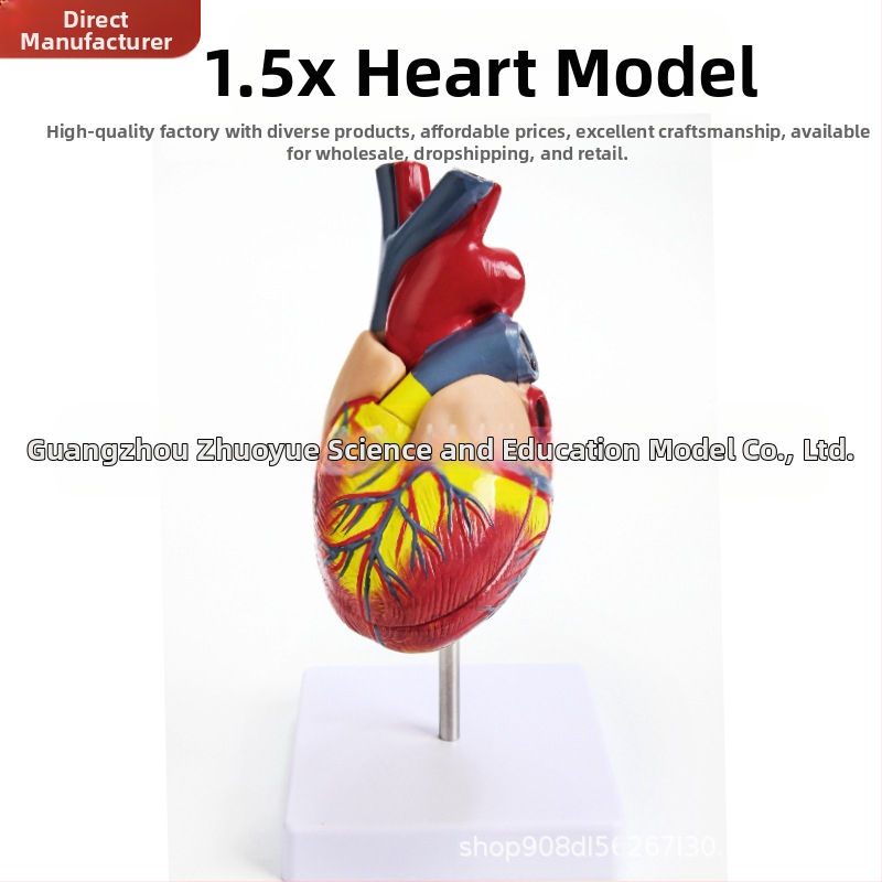 Сърдечен анатомичен модел за обучение - PVC модел на вътрешни органи, образователна експозиция, Excellence
