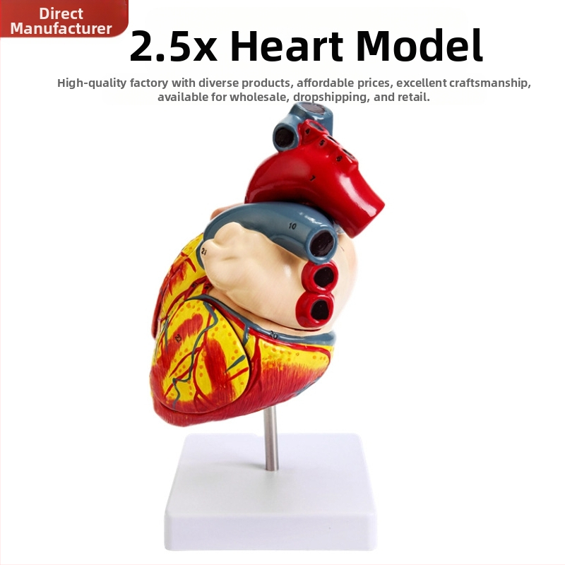 Сърдечен анатомичен модел за обучение - PVC модел на вътрешни органи, образователна експозиция, Excellence