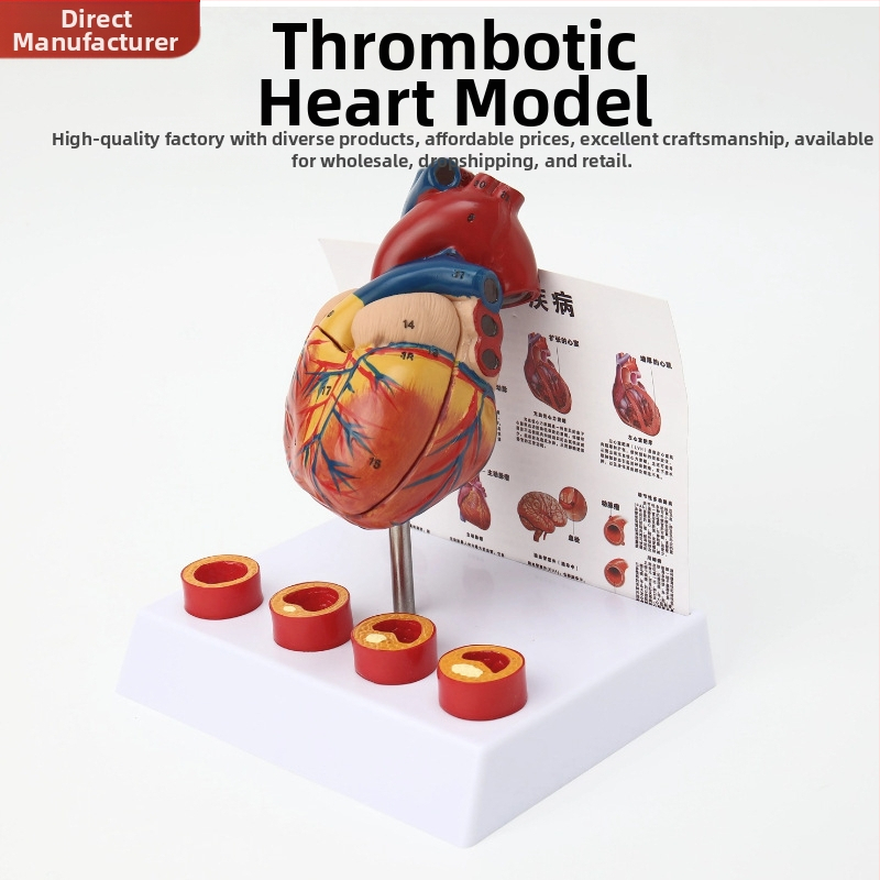 Сърдечен анатомичен модел за обучение - PVC модел на вътрешни органи, образователна експозиция, Excellence
