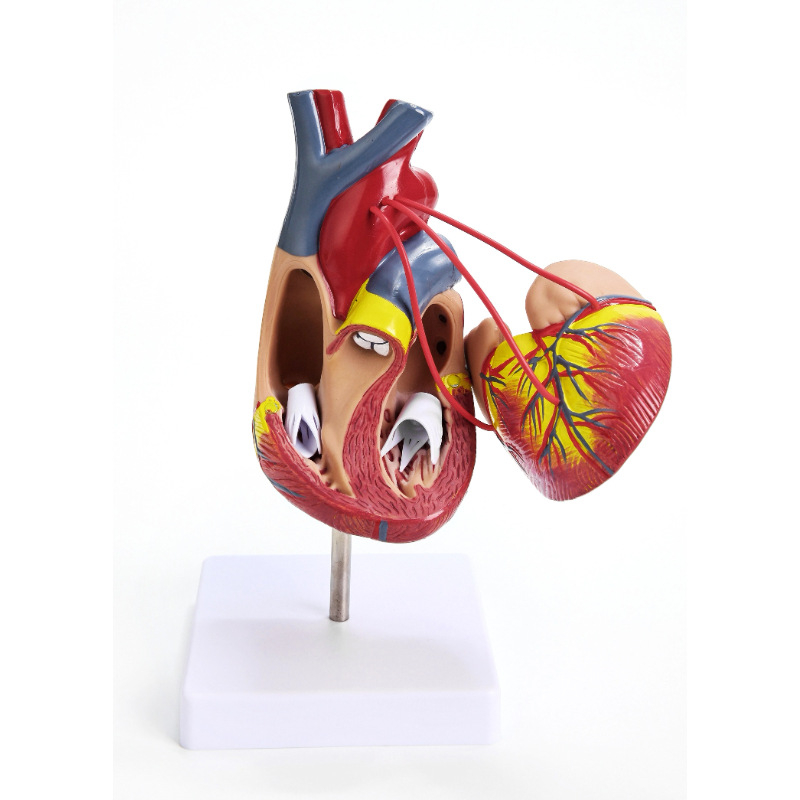 Сърдечен анатомичен модел за обучение - PVC модел на вътрешни органи, образователна експозиция, Excellence