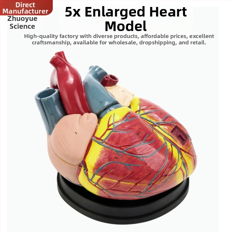 Сърдечен анатомичен модел за обучение - PVC модел на вътрешни органи, образователна експозиция, Excellence