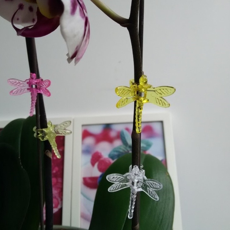 Plastikinis augalų laikiklis Phalaenopsis orchidėjoms, namų sodo komplektas su viela ar virve – fiksavimas, parama ir dekoravimas