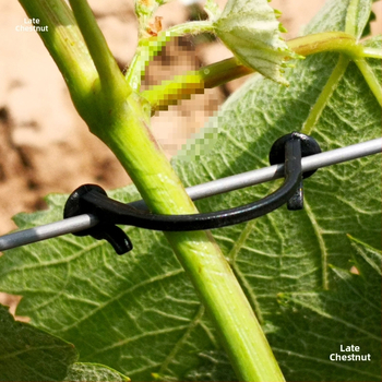 Μηχανή δέσιμο αμπελών και κλώνων σταφυλιών, πλαστική, στρογγυλή κεφαλή; Υλικό: Άλλο; Τύπος: Άλλο; Μάρκα: Άλλο; Κατάλληλη για δέσιμο αμπελών και κλώνων σταφυλιού