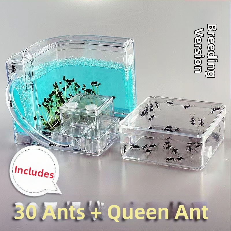 Ант ферма за наблюдение с хранилка, база за вила и дизайн на замък (Произход: Друг; Внос: Не; Приложимо за: Други; Марка: Други)