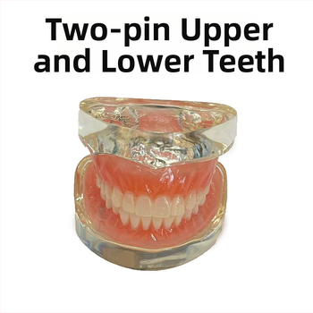 Gyakorló fogimplantátum modell – felső- és alsó állkapocs, fél szájban 2 vagy 4 implantátummal