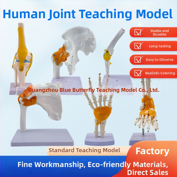 1:1 Анатомичен костен модел на човешки стави, включва коляно, рамо, лакът, ръка, крак и тазобедрена става
