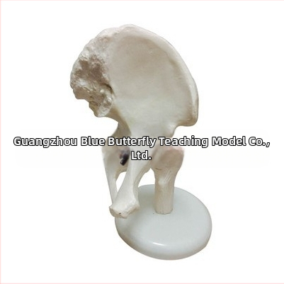 1:1 Анатомичен костен модел на човешки стави, включва коляно, рамо, лакът, ръка, крак и тазобедрена става