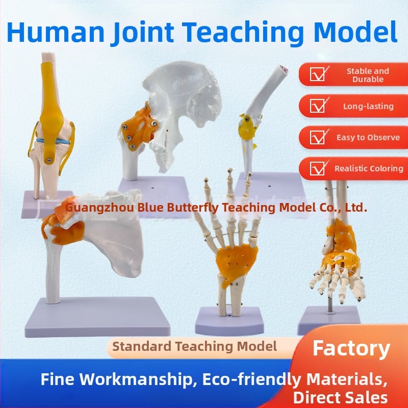 1:1 Анатомичен костен модел на човешки стави, включва коляно, рамо, лакът, ръка, крак и тазобедрена става