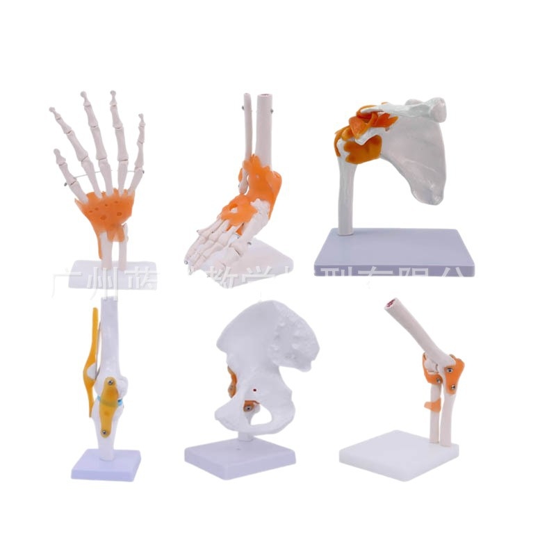 1:1 Анатомичен костен модел на човешки стави, включва коляно, рамо, лакът, ръка, крак и тазобедрена става