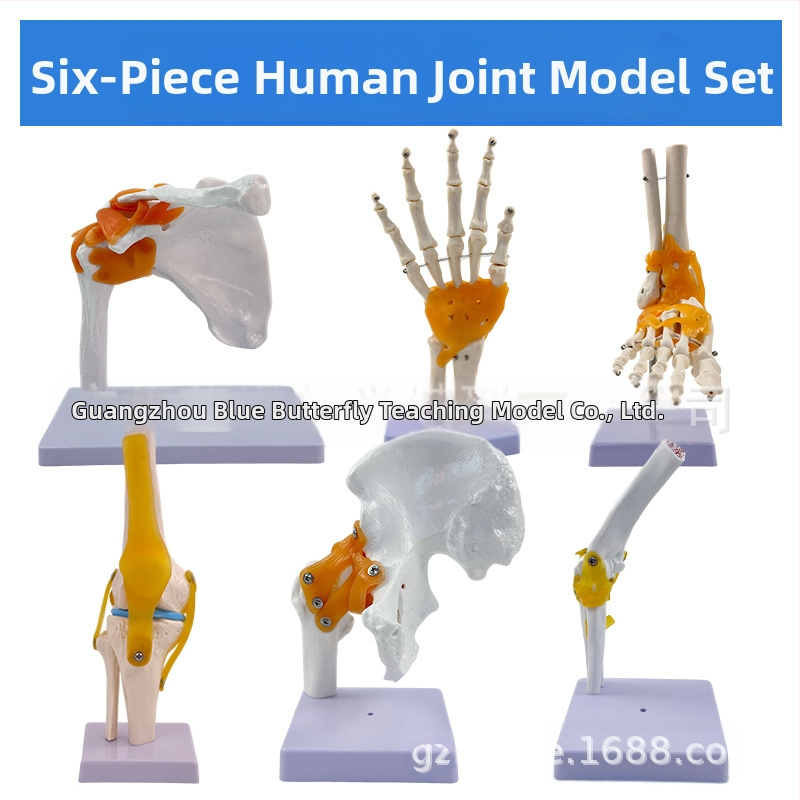 1:1 Анатомичен костен модел на човешки стави, включва коляно, рамо, лакът, ръка, крак и тазобедрена става