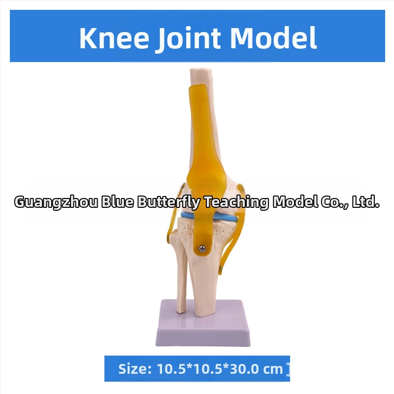 1:1 Анатомичен костен модел на човешки стави, включва коляно, рамо, лакът, ръка, крак и тазобедрена става