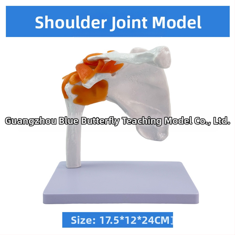 1:1 Анатомичен костен модел на човешки стави, включва коляно, рамо, лакът, ръка, крак и тазобедрена става