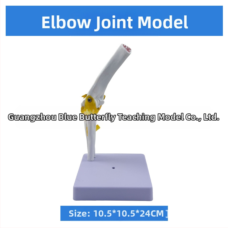 1:1 Анатомичен костен модел на човешки стави, включва коляно, рамо, лакът, ръка, крак и тазобедрена става