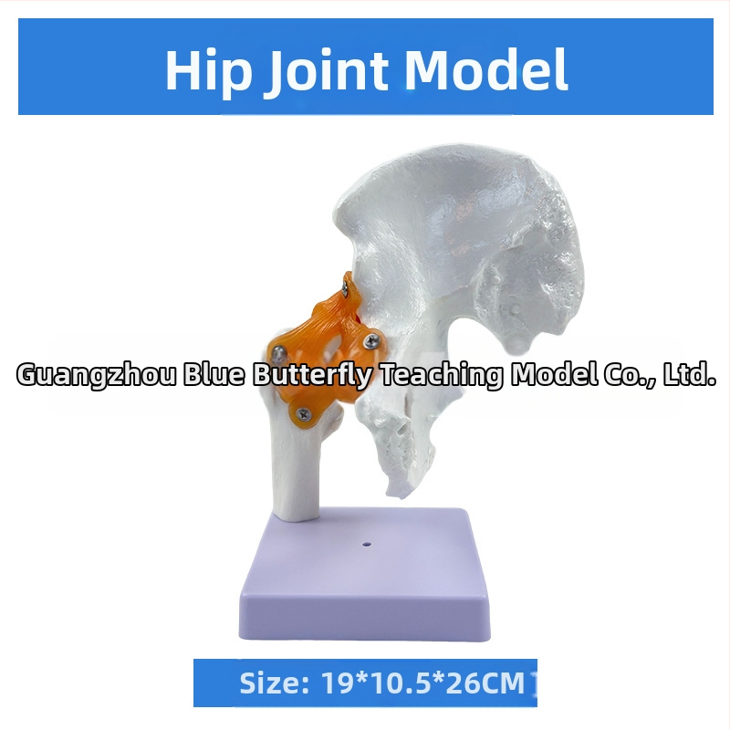 1:1 Анатомичен костен модел на човешки стави, включва коляно, рамо, лакът, ръка, крак и тазобедрена става