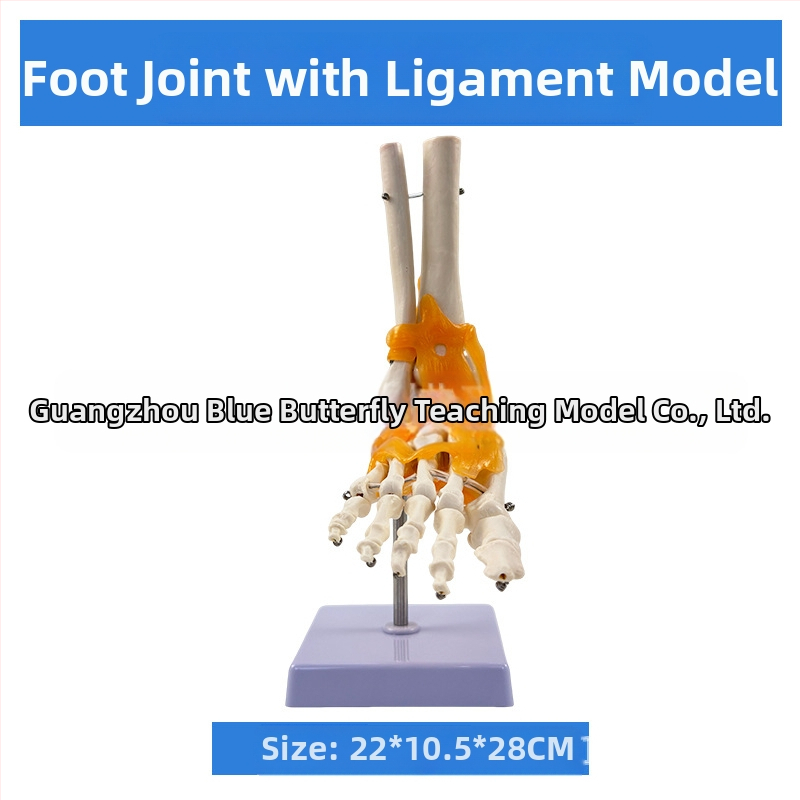 1:1 Анатомичен костен модел на човешки стави, включва коляно, рамо, лакът, ръка, крак и тазобедрена става