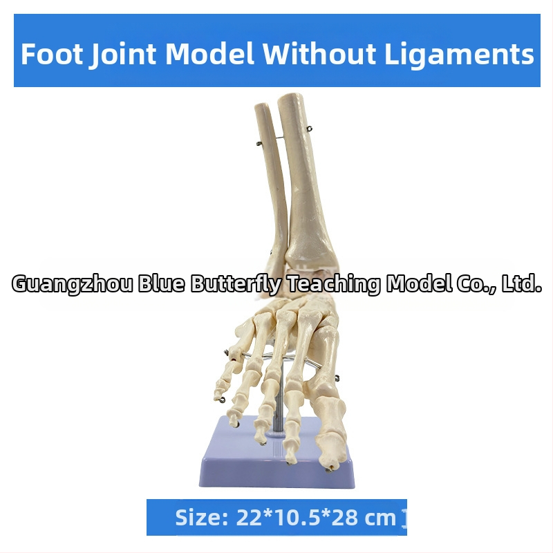 1:1 Анатомичен костен модел на човешки стави, включва коляно, рамо, лакът, ръка, крак и тазобедрена става