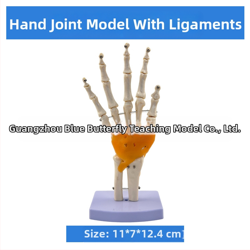 1:1 Анатомичен костен модел на човешки стави, включва коляно, рамо, лакът, ръка, крак и тазобедрена става