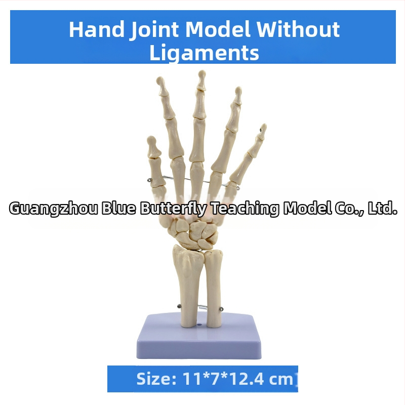 1:1 Анатомичен костен модел на човешки стави, включва коляно, рамо, лакът, ръка, крак и тазобедрена става