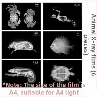 Jucărie educațională Montessori-Reggio cu lumină și umbră, inel DIY cu raze X, pentru sugari 0–3 ani, colț științific pentru fete