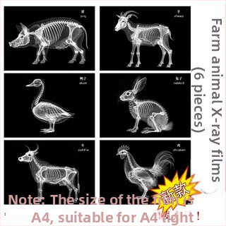 Jucărie educațională Montessori-Reggio cu lumină și umbră, inel DIY cu raze X, pentru sugari 0–3 ani, colț științific pentru fete