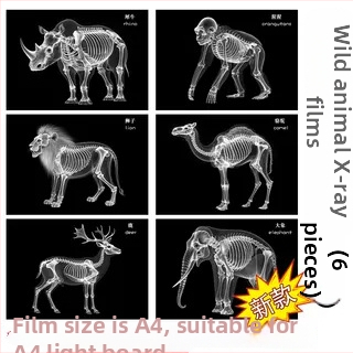 Jucărie educațională Montessori-Reggio cu lumină și umbră, inel DIY cu raze X, pentru sugari 0–3 ani, colț științific pentru fete