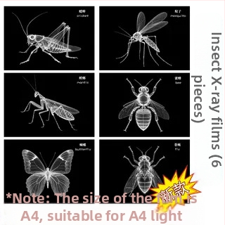 Jucărie educațională Montessori-Reggio cu lumină și umbră, inel DIY cu raze X, pentru sugari 0–3 ani, colț științific pentru fete