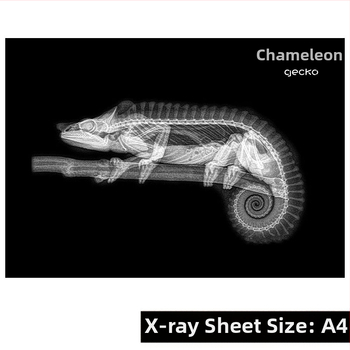 Εκπαιδευτικό παιχνίδι Μοντεσσόρι-Ρέτζιο με φως και σκιά, DIY δαχτυλίδι ακτινογραφίας, για βρέφη 0–3 ετών, γωνιά επιστήμης