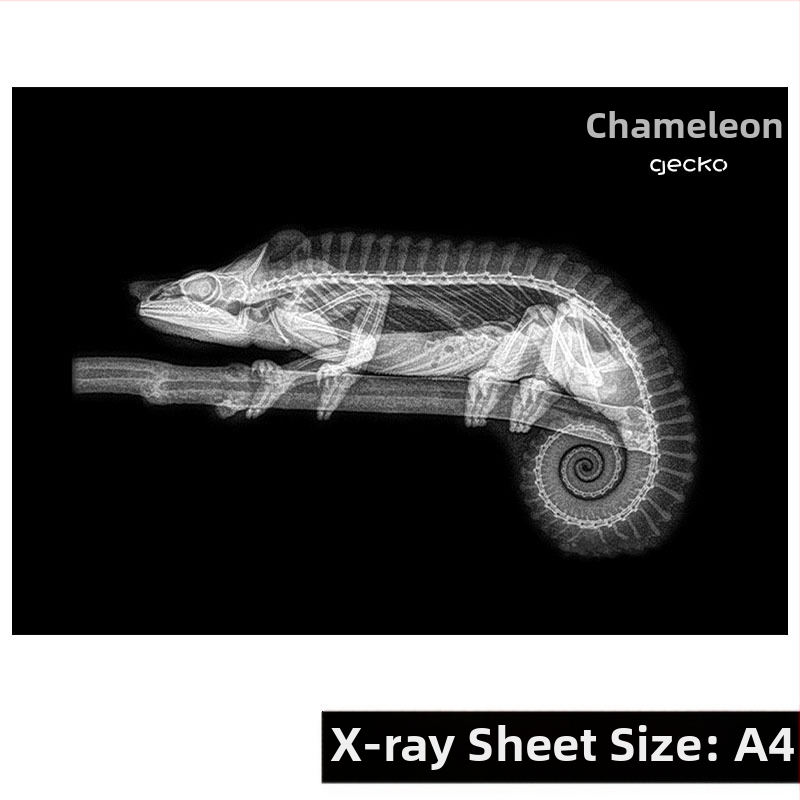 Образователна играчка с Монтесори-Регджо подход, светлина и сянка DIY ринг с рентген за деца 0-3 години, за момичета, научен ъгъл