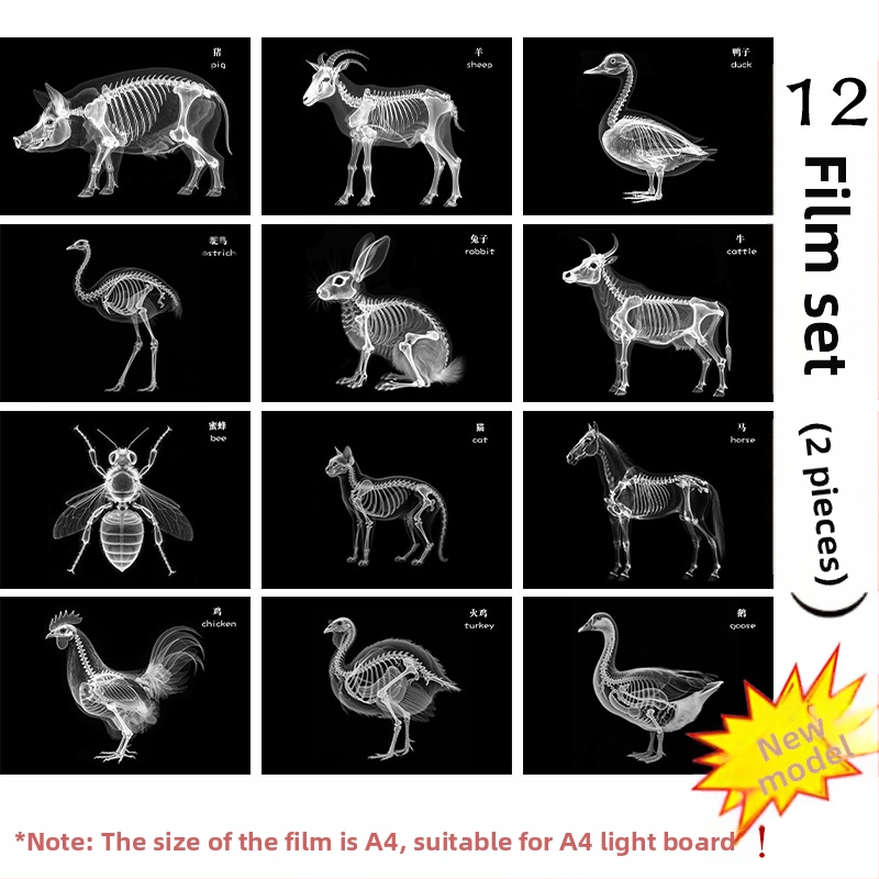 Jucărie educațională Montessori-Reggio cu lumină și umbră, inel DIY cu raze X, pentru sugari 0–3 ani, colț științific pentru fete