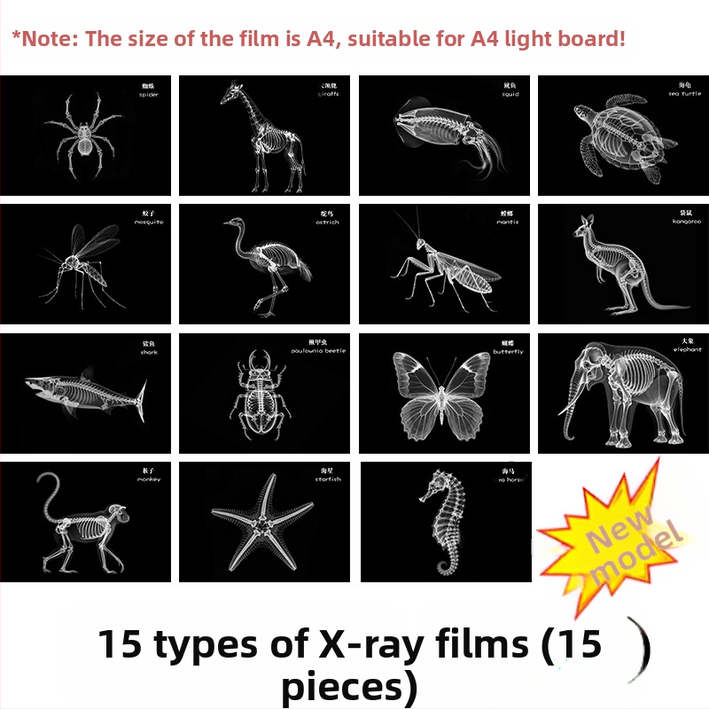 Jucărie educațională Montessori-Reggio cu lumină și umbră, inel DIY cu raze X, pentru sugari 0–3 ani, colț științific pentru fete