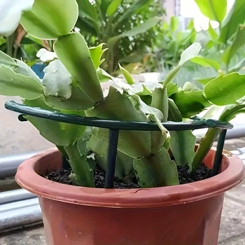 Πλαστικά στηρίγματα φυτών – σετ 3 τεμαχίων για παχύφυτα και μπονσάι