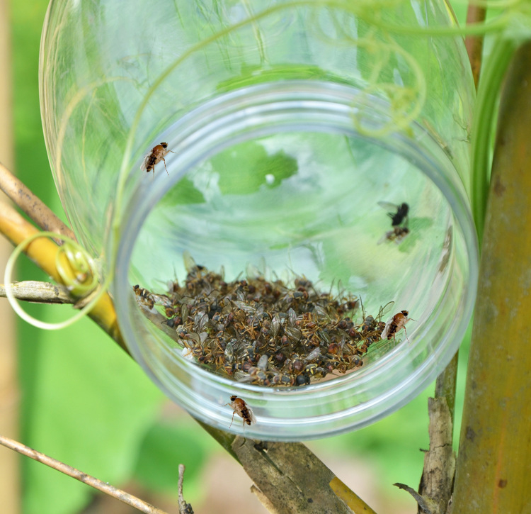 Vaisių musės gaudyklė sodams ir daržovių plotams su masalu ir gaudykle (Prekės ženklas: Other; Apdorojimas ir pritaikymas: Ne)
