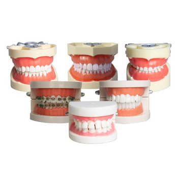 Fogászati oktató fogmodell, levehető fogpótlás, ABS gyanta, felnőtteknek, 180 g